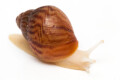 Achatina achatina achatina Nigeria F1 typ 2b albino body juvenil